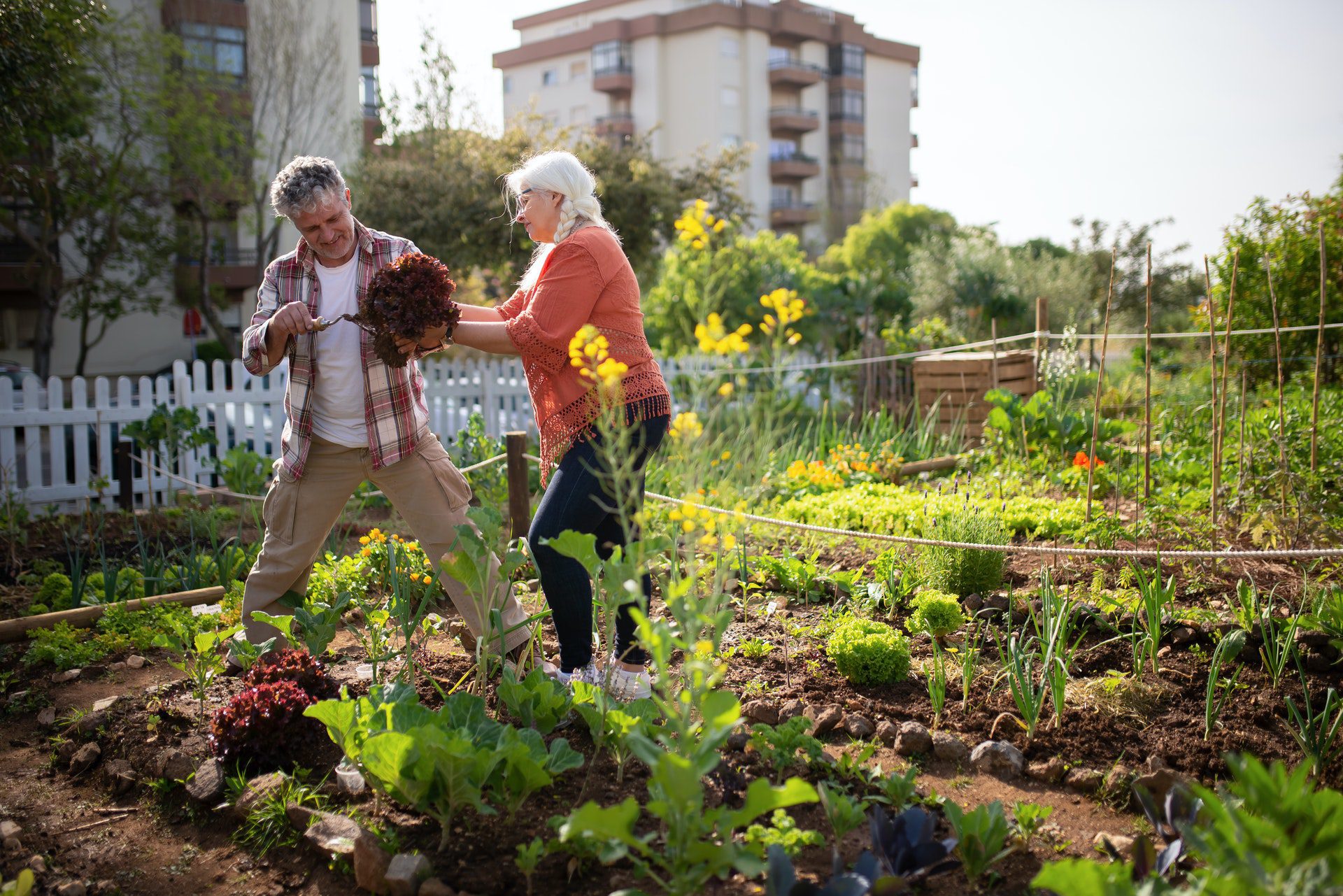 Un potager urbain de 700 m2 à destination de nos habitants
