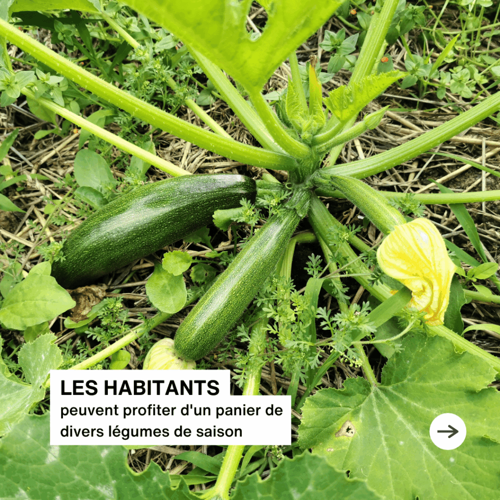 Les habitants peuvent profiter d'un panier de légumes de saison